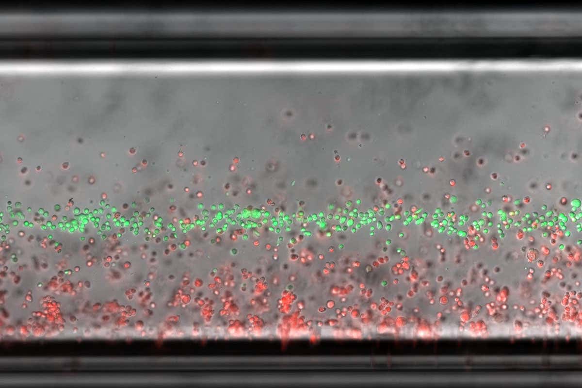 cells being levitated