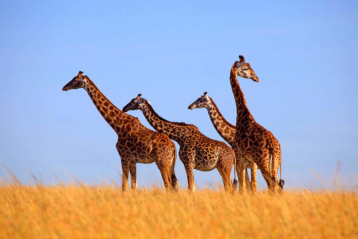 giraffes
