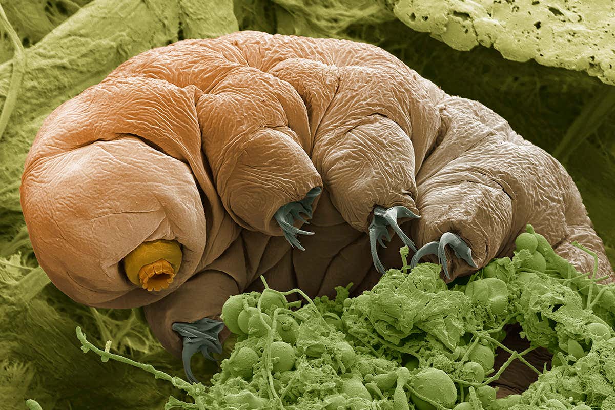 tardigrade