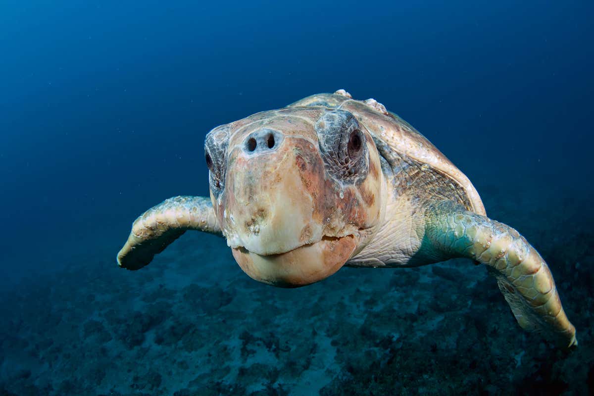 Sea turtles carrying thermometers could improve hurricane forecasts