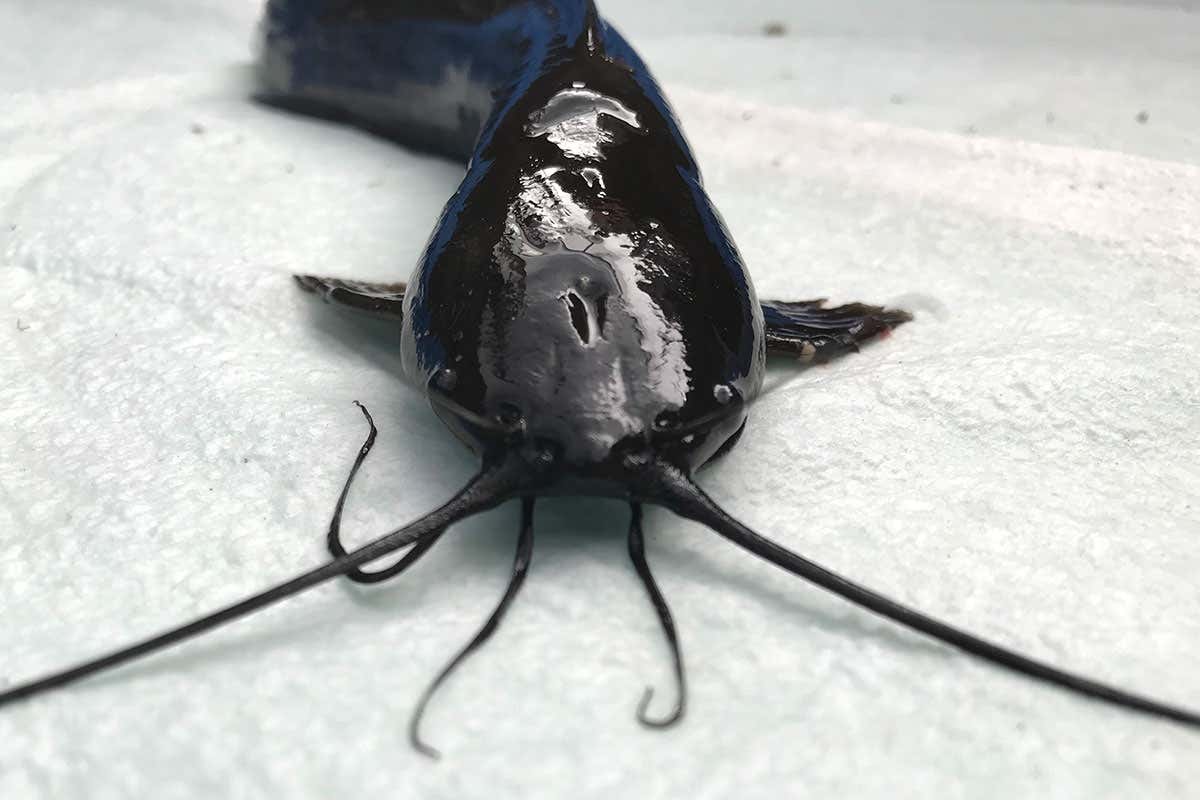 New Scientist. Science news and long reads from expert journalists, covering developments in science, technology, health and the environment on the website and the magazine.