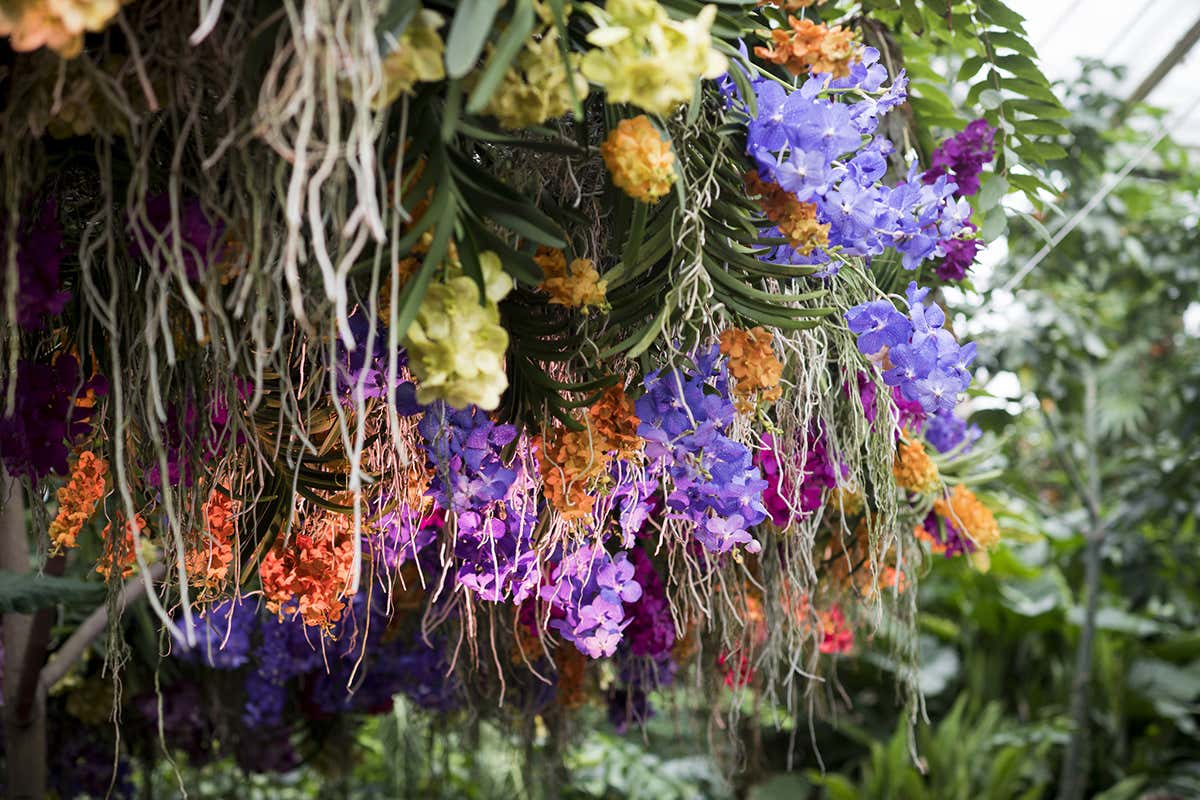 Kew Gardens' podcast will give you a fresh appreciation for plants