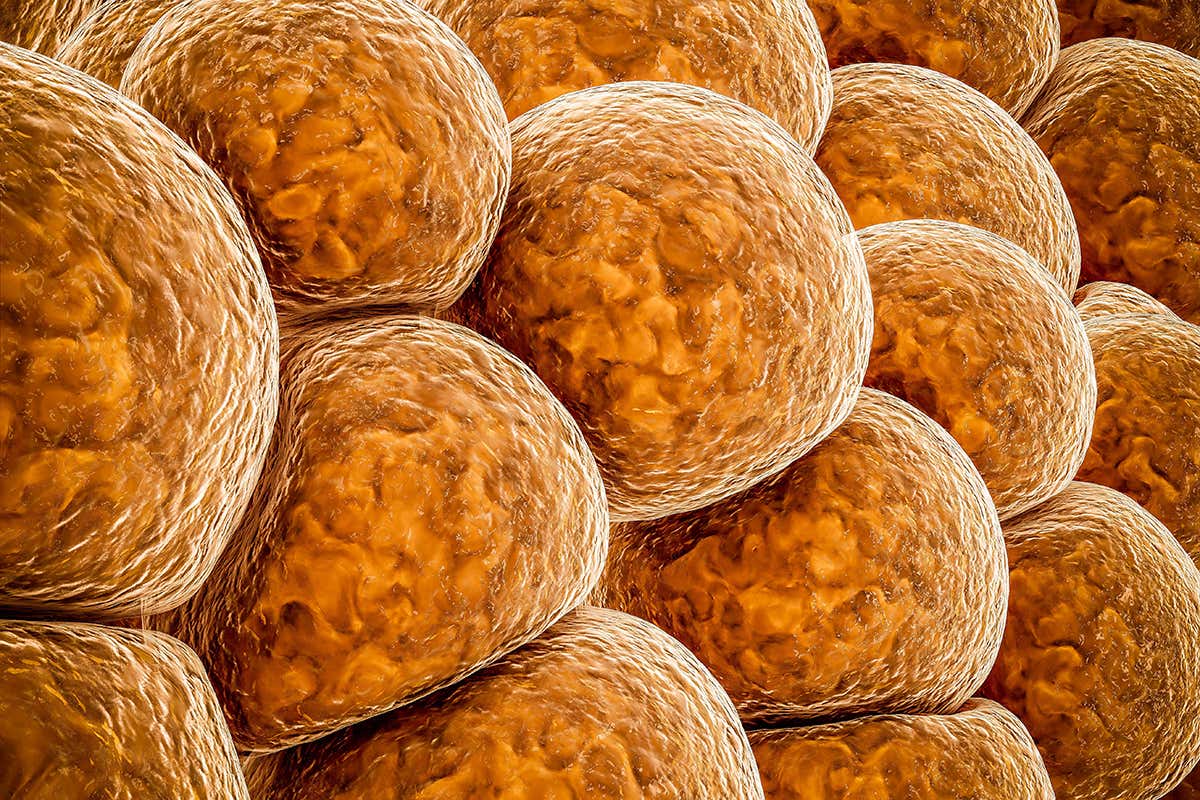 Body fat transformed by CRISPR gene editing helps mice keep weight off