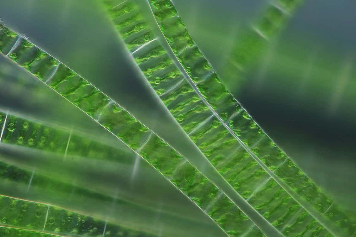 Algae's ability to photosynthesise boosted by light-harvesting plastic
