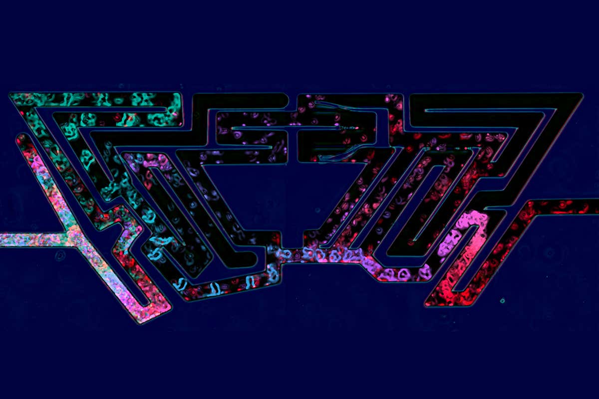 New Scientist. Science news and long reads from expert journalists, covering developments in science, technology, health and the environment on the website and the magazine.