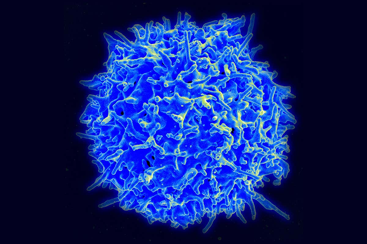 T-cell