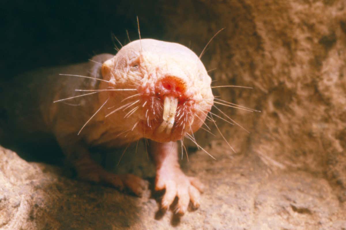 naked mole rat