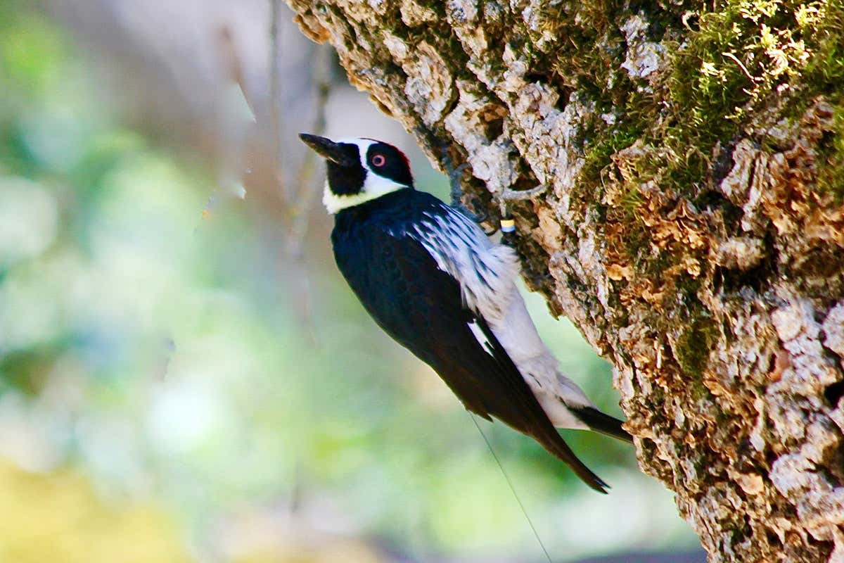 Acorn woodpecker