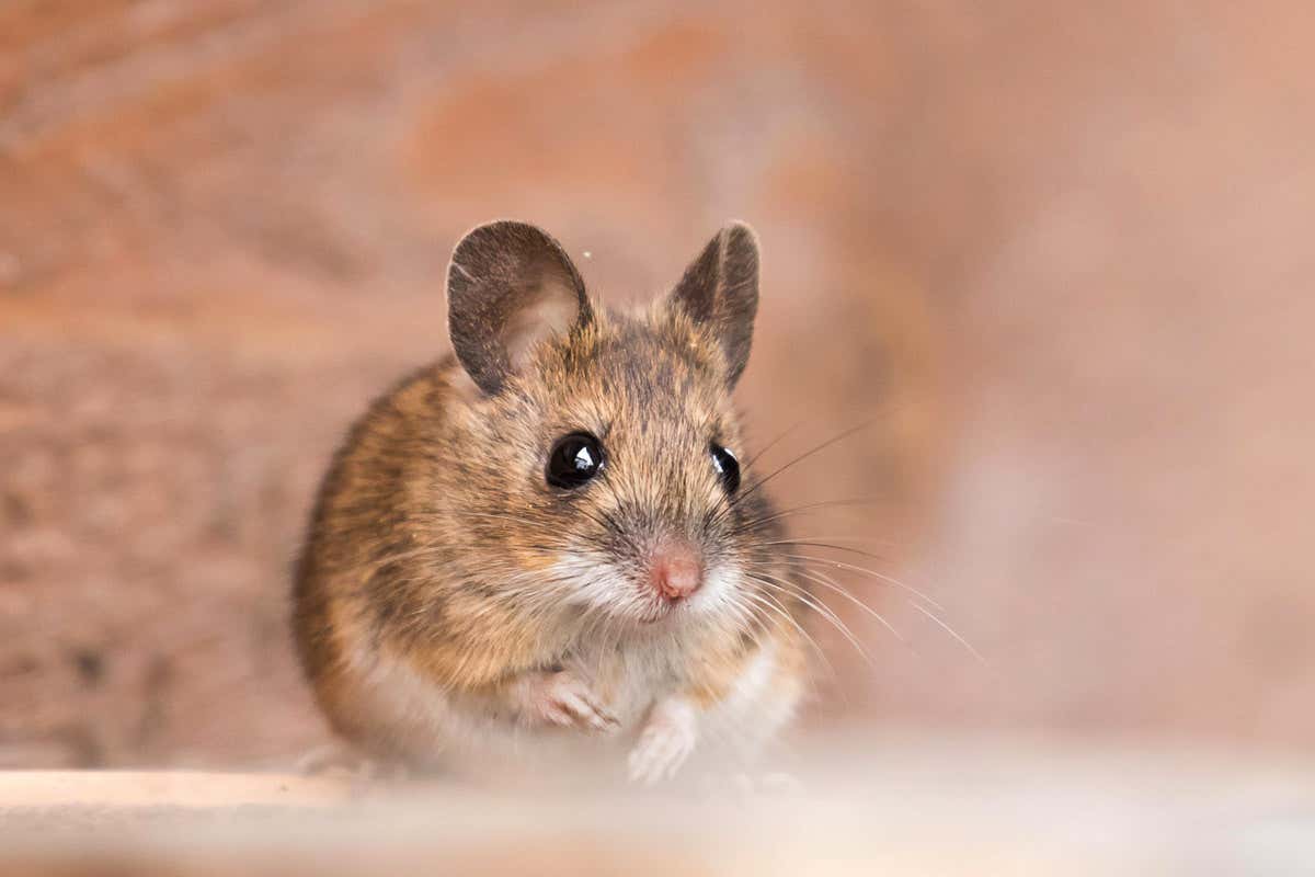 House mouse (Mus musculus)