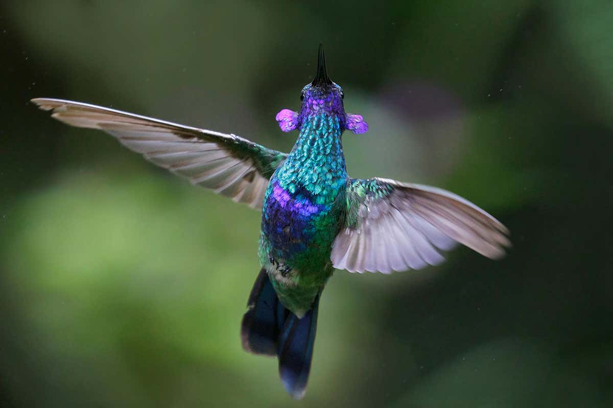 Sparkling Violet-ear