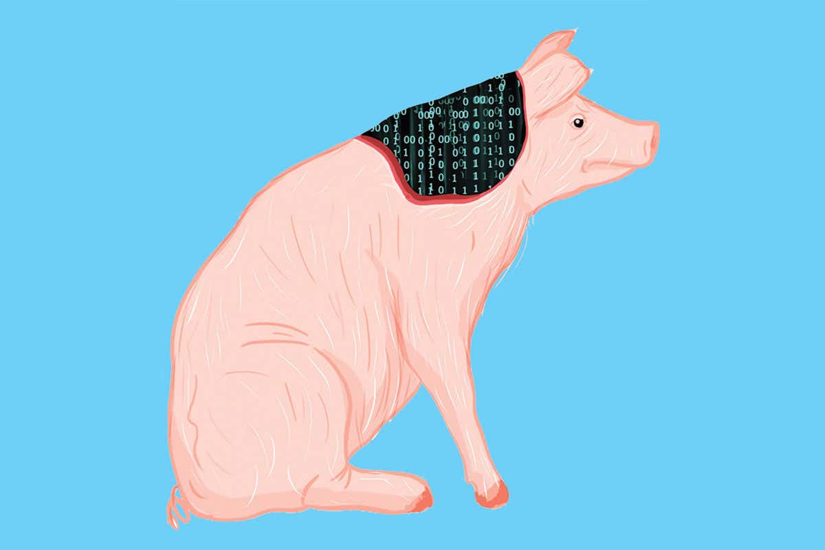Why Neuralink’s mind-reading device gave neuroscientists the hump
