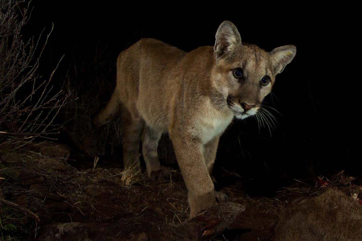 mountain lion
