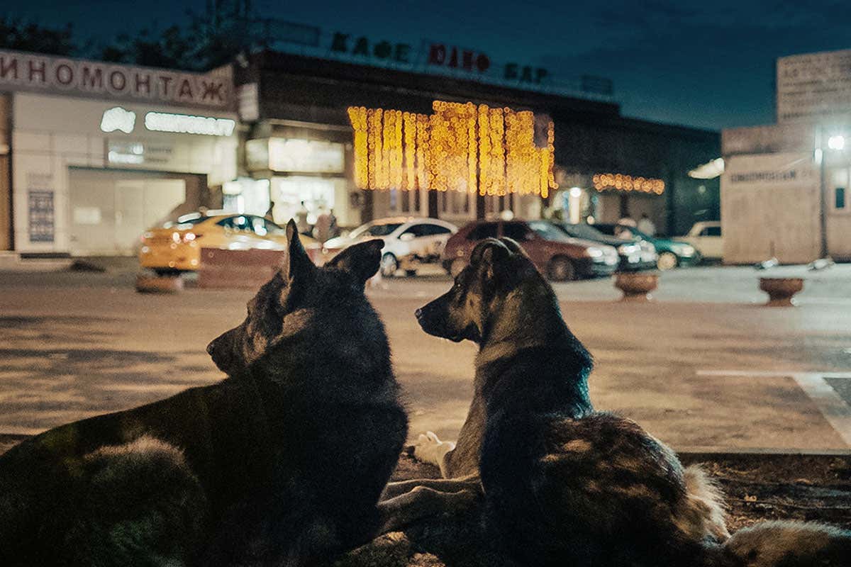 Dogs in the documentary Space Dogs