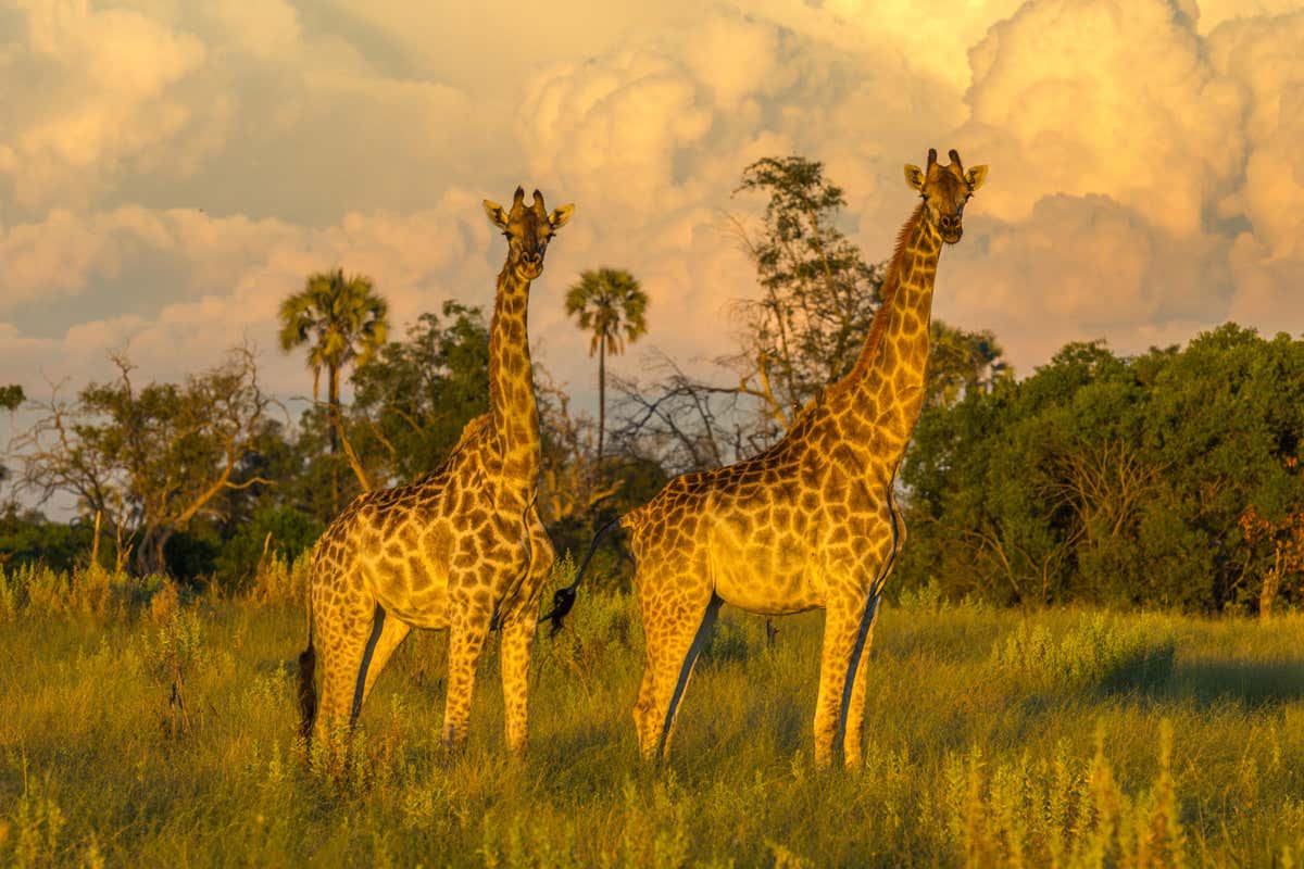 The horn-like knobs on a giraffe's head can be a deadly lightning rod