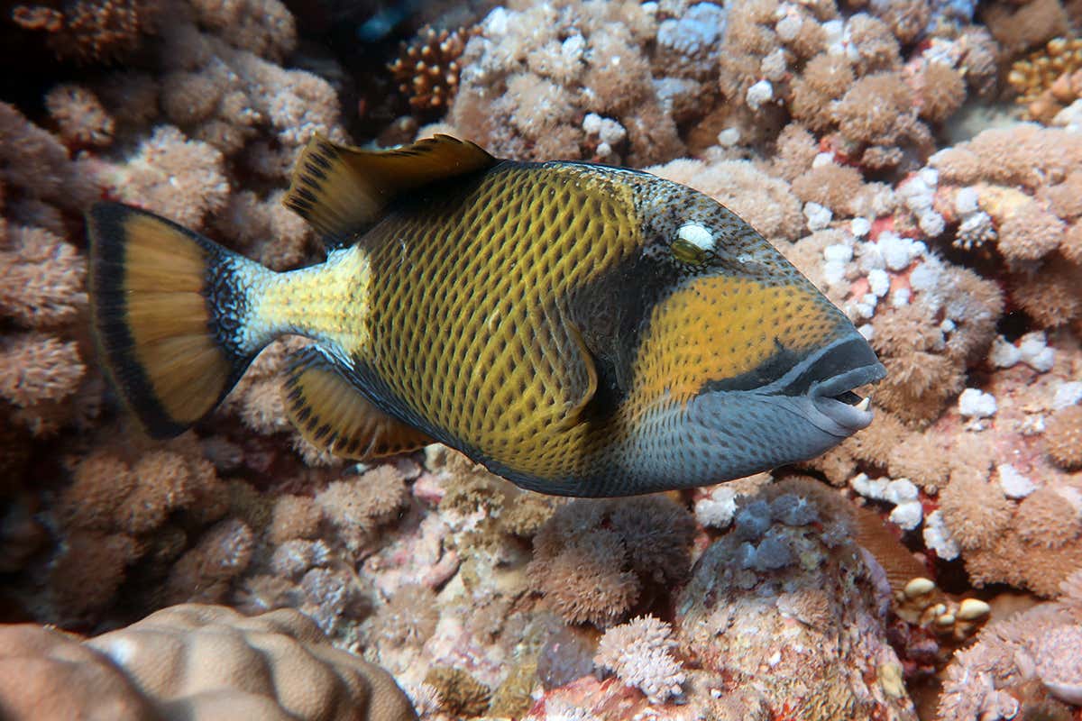 Titan triggerfish