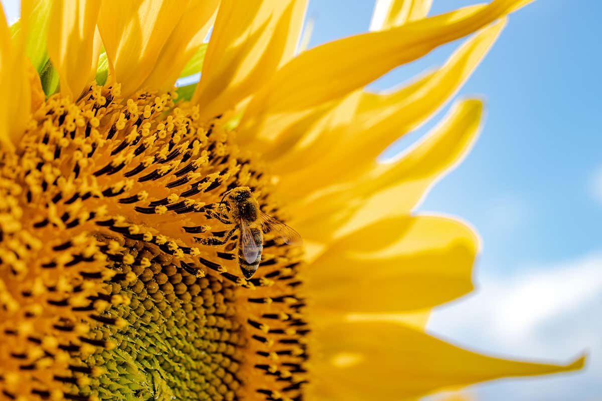 bee and sunflower