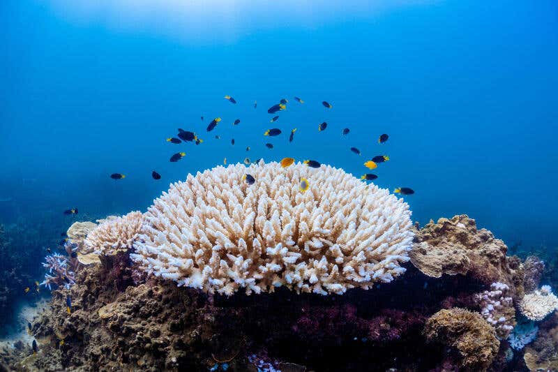 How coral's own self defences can self-destruct