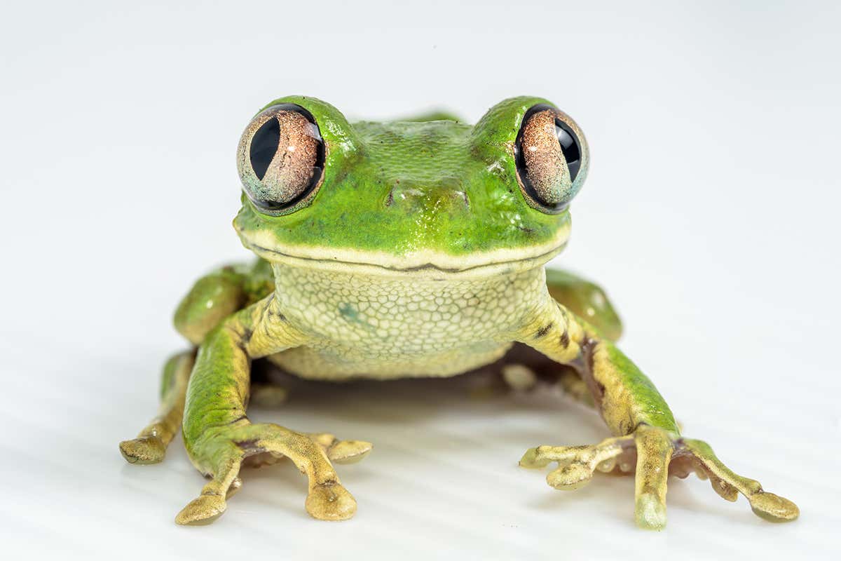 Tree frog