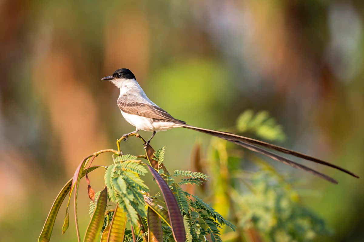 Birds that 'speak' with a flap of their wings have regional dialects
