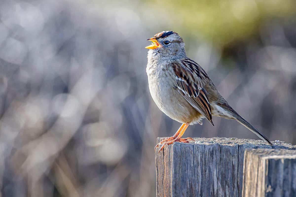 White-crowned sparrow