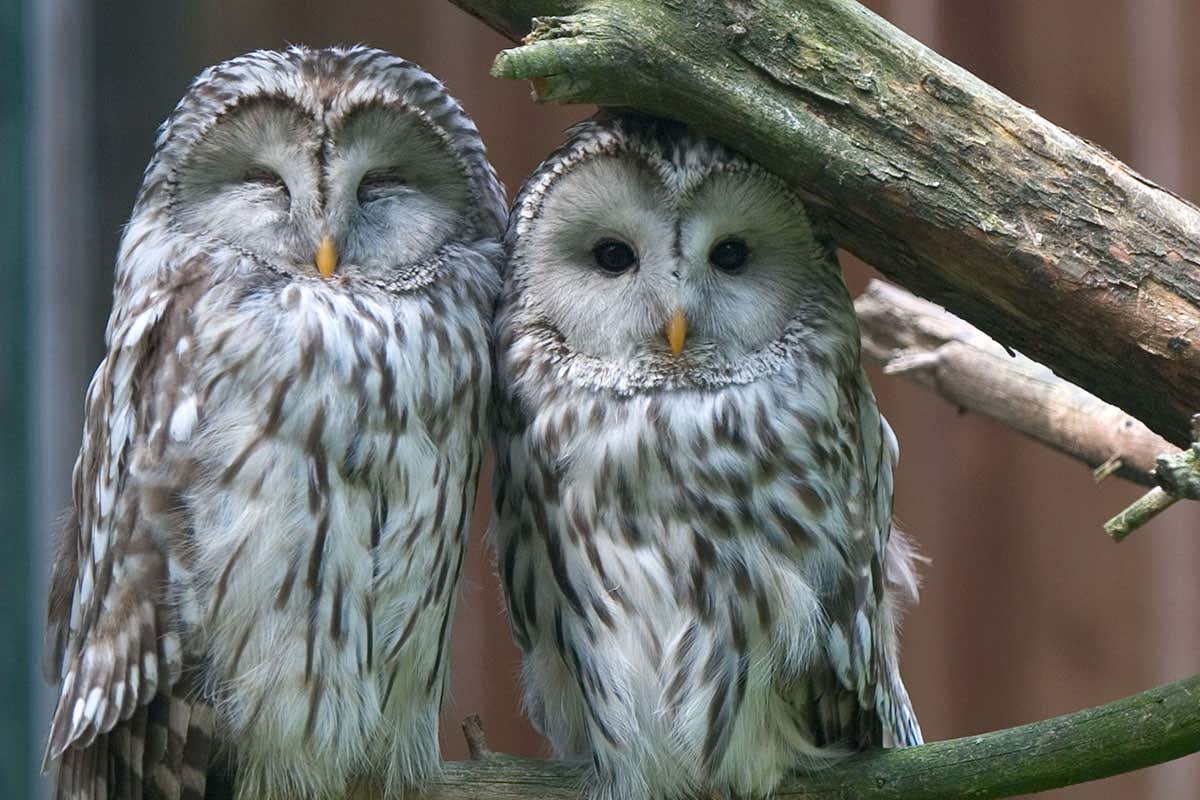 Tawny owls