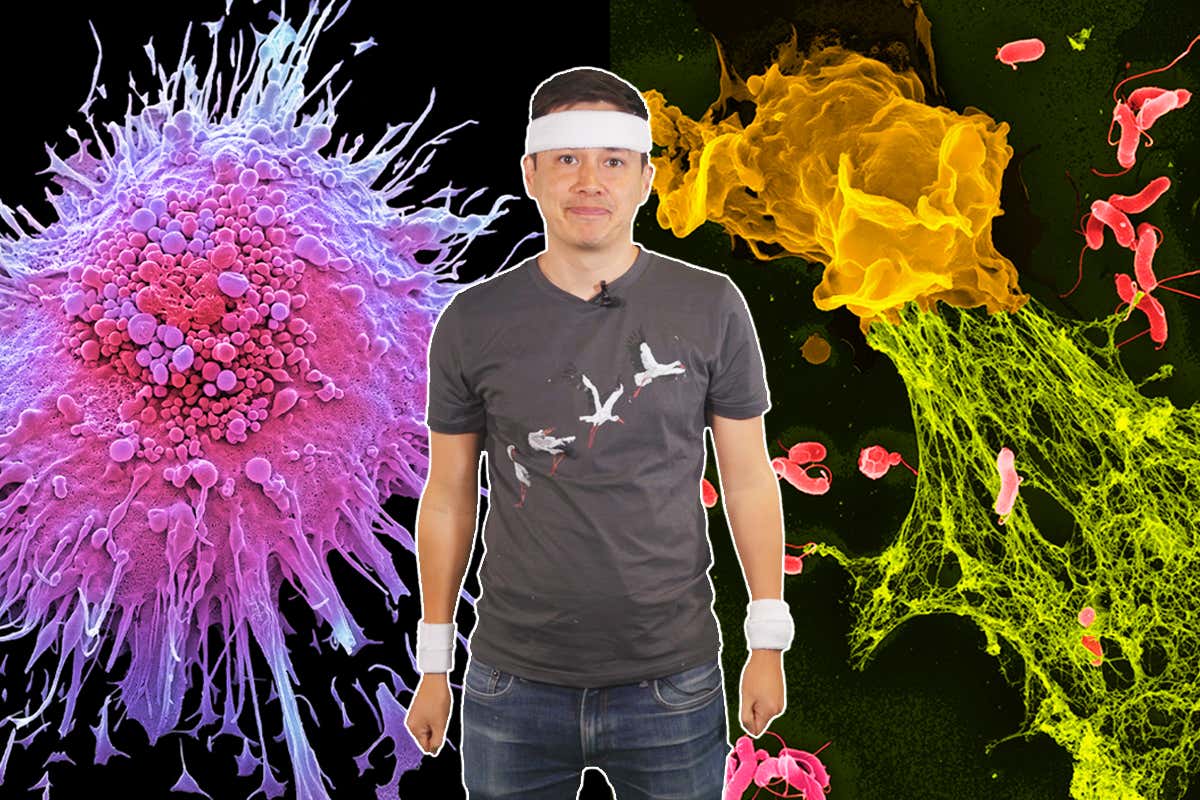 The immune system: How to boost it and lower your immune age