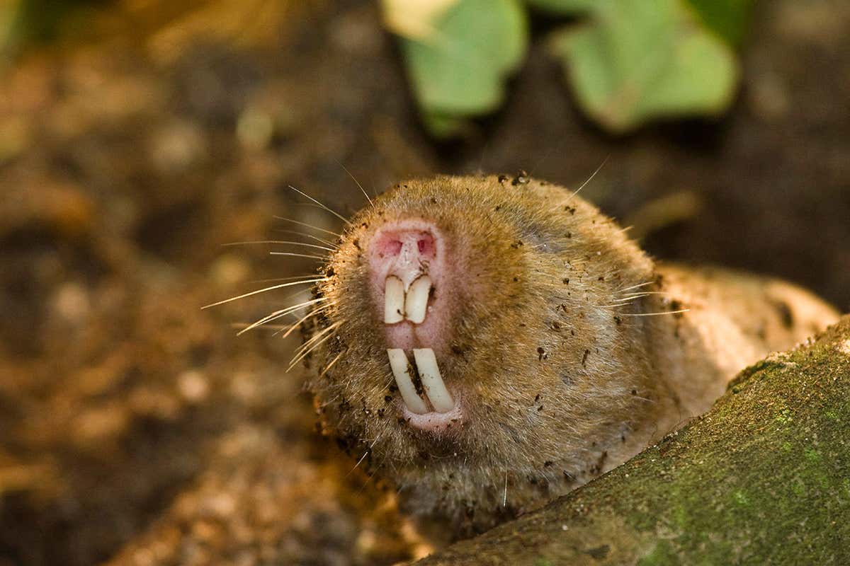 Nearly blind mole rats use their eyes to detect magnetic fields