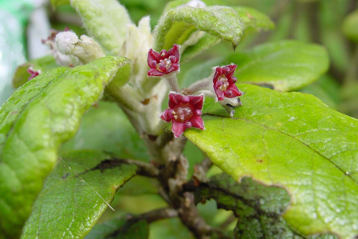 St Helena Olive tree