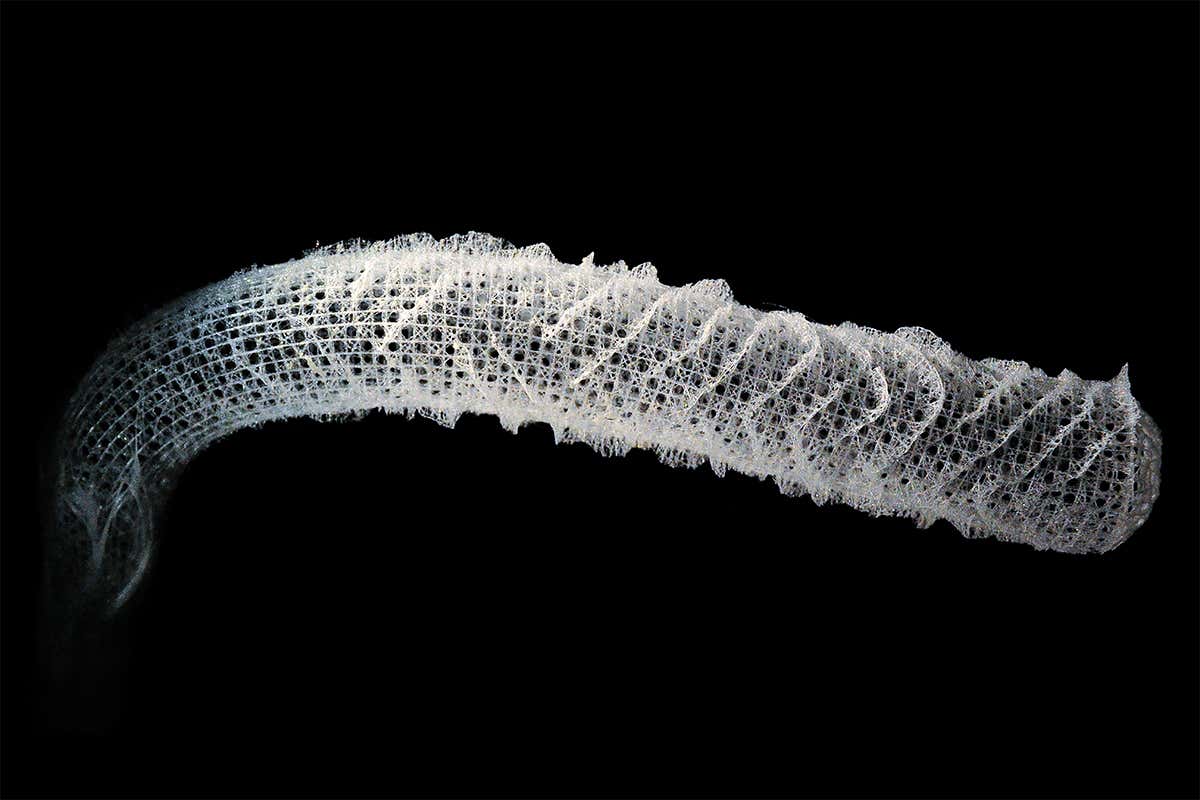 Superstrong sea sponge could help build better spacecraft