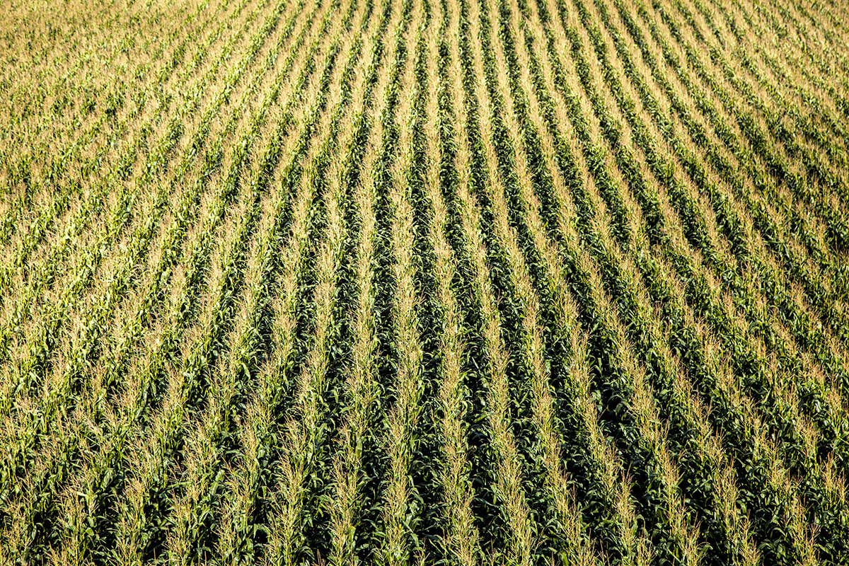 Why monocultures aren't nearly as bad as you may think