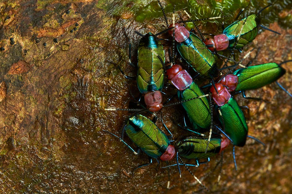New Scientist. Science news and long reads from expert journalists, covering developments in science, technology, health and the environment on the website and the magazine.