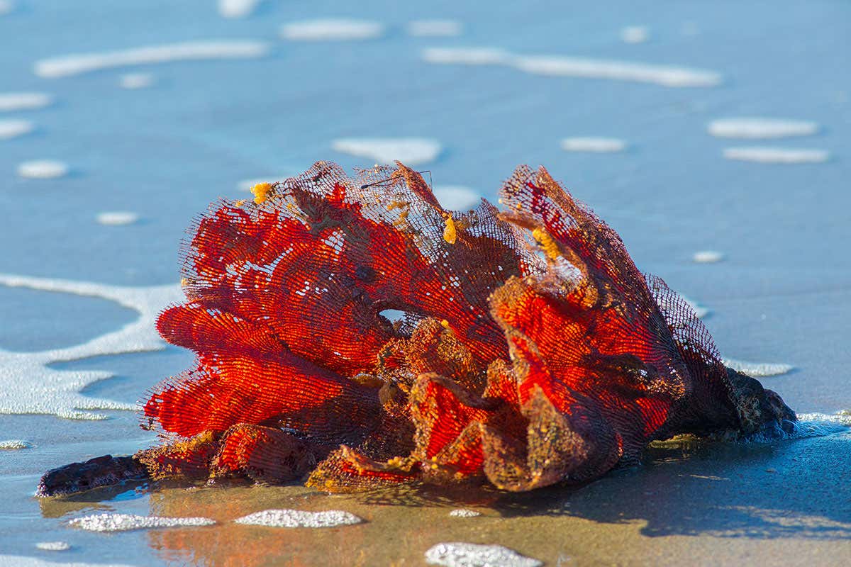 Red coral fragment on beach