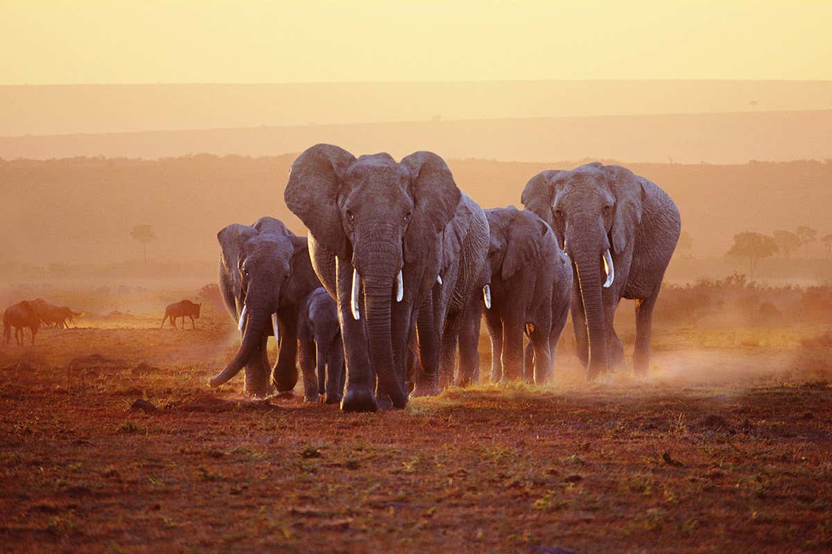 A drop of blood could reveal how old wild elephants are