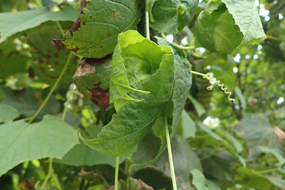 Vine grows its own greenhouses to help fruit develop in autumn