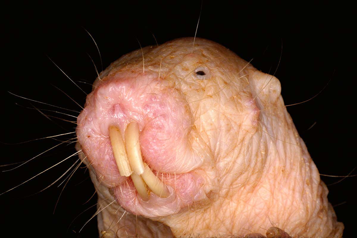 Naked mole rats