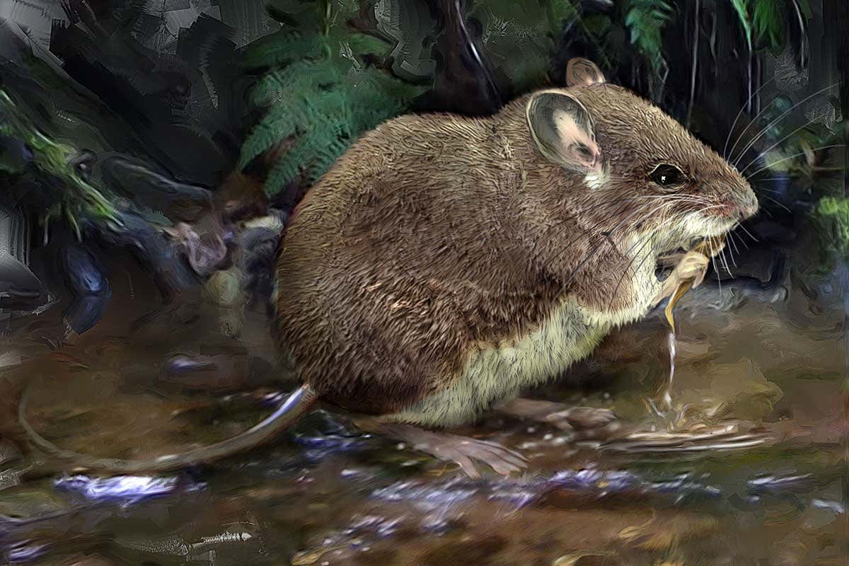 African wading rats