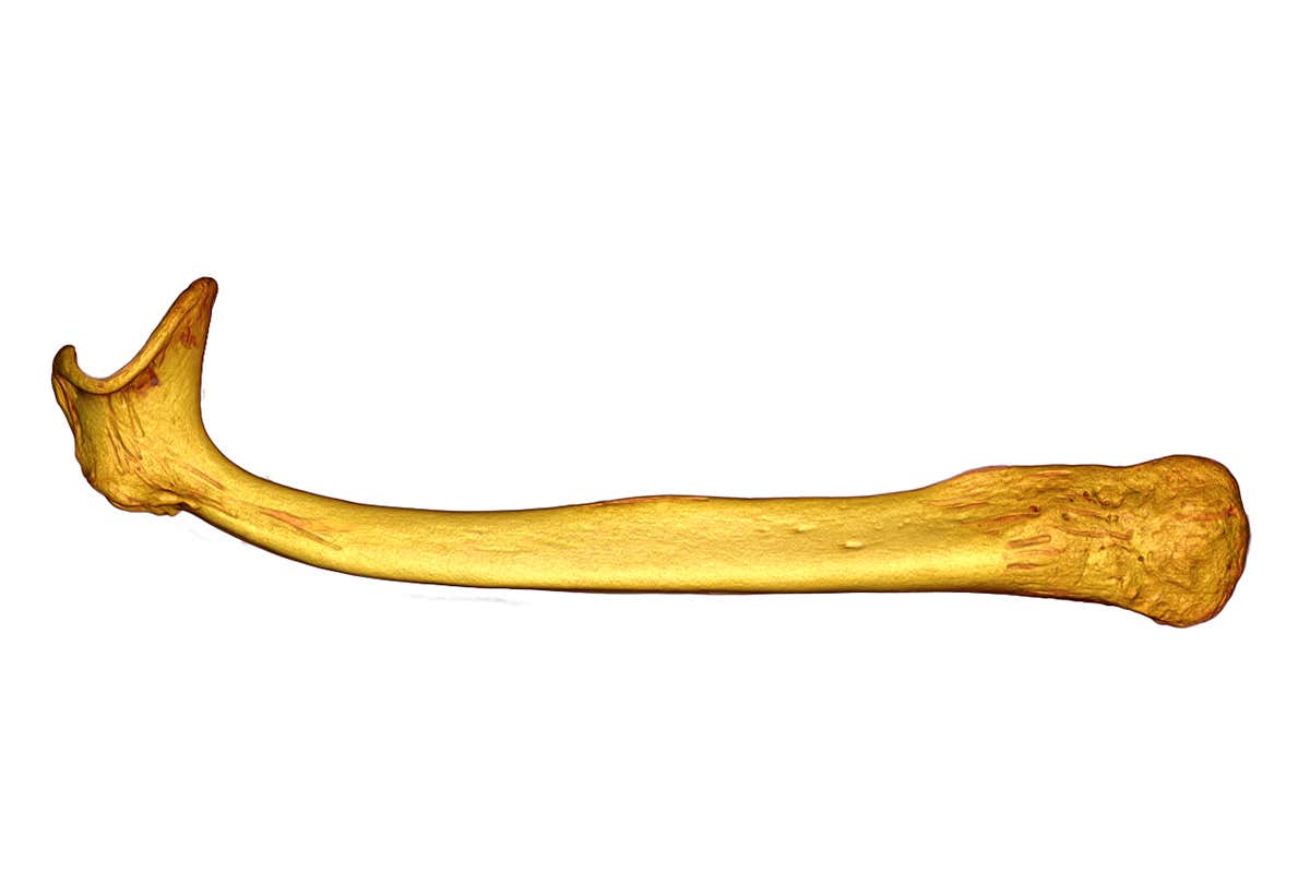 Honey badger baculum