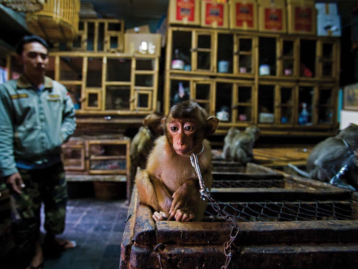 Tragic image of an orphan macaque wins wildlife photography award