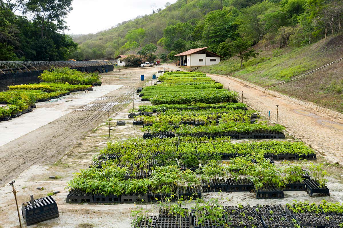 reforestation