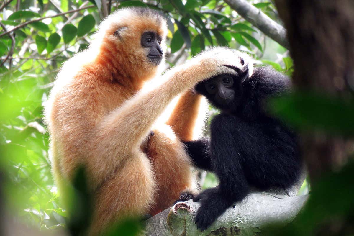 Hainan gibbons