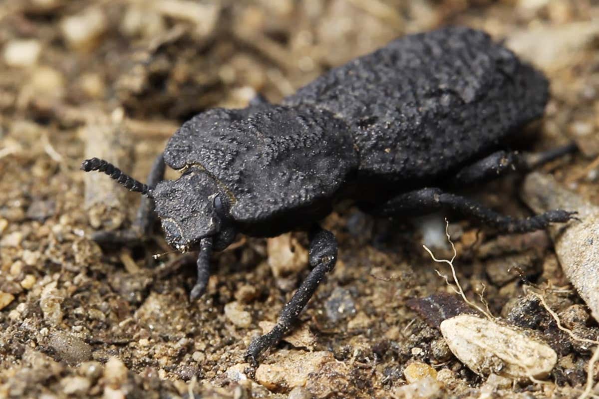 Diabolical ironclad beetle