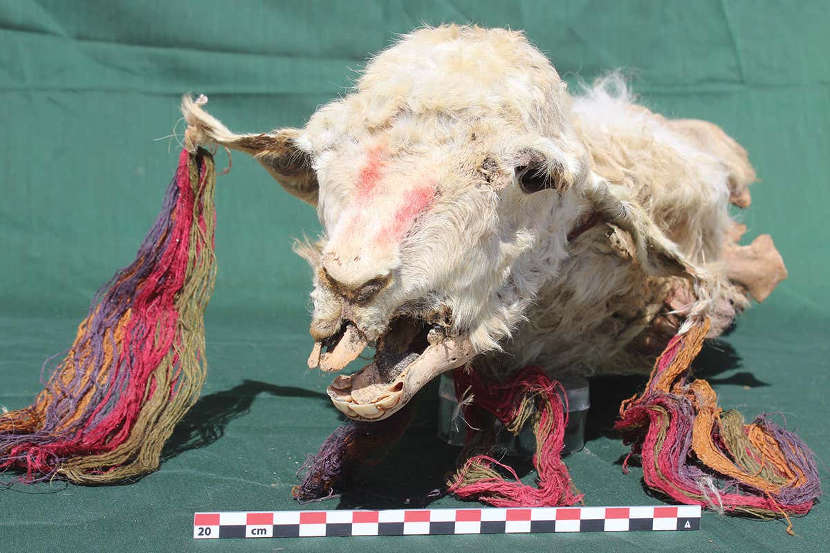 Llamas may have been buried alive in ritual sacrifice by the Incas