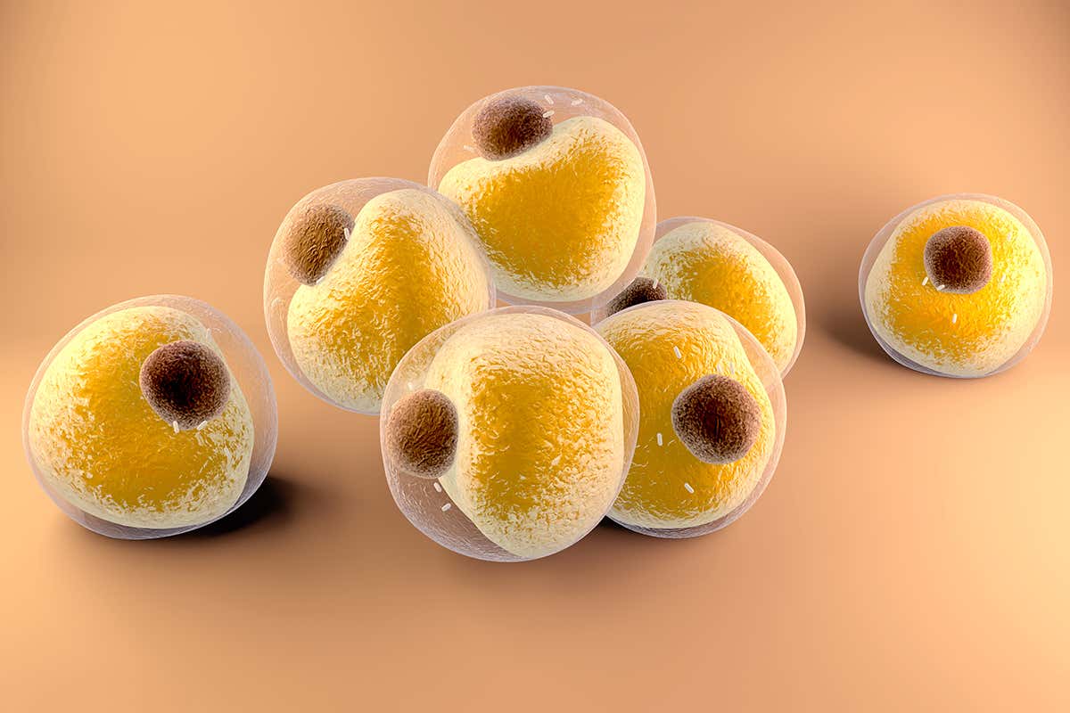 CRISPR turns normal body fat into a type that burns energy