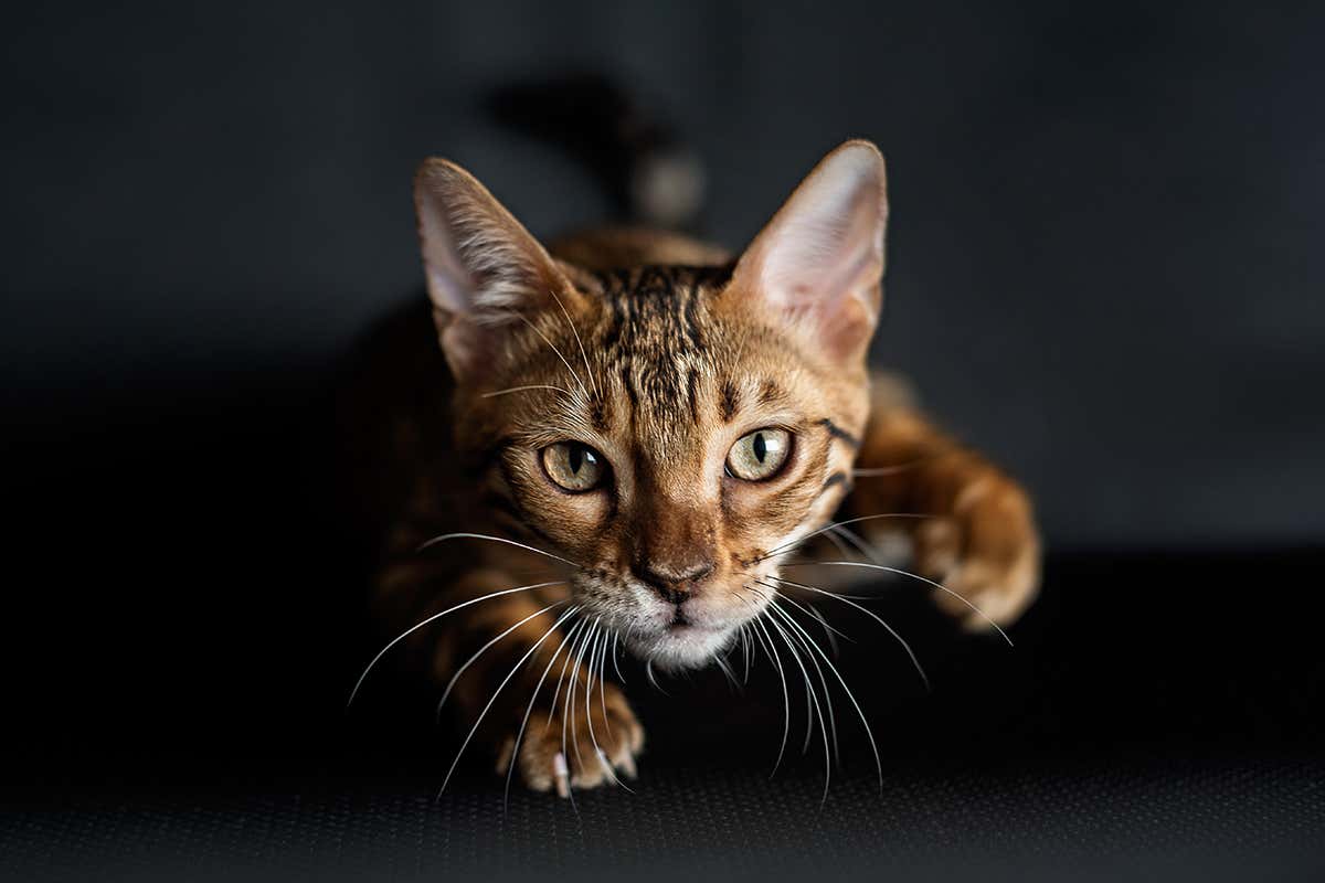 The secret weapon in the war between pet cats and wildlife