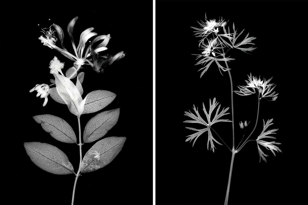 Exquisite plant portraits created using Victorian photography method