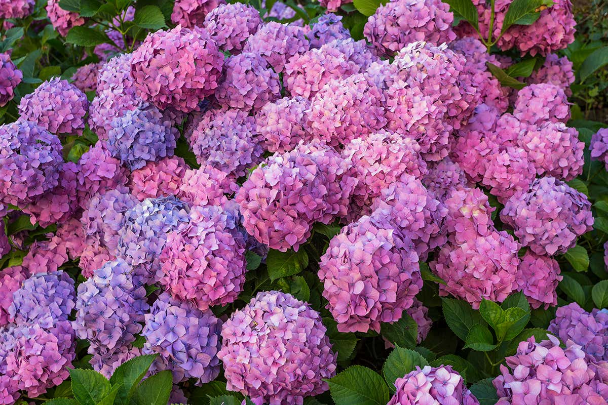 How to use smart soil science to colour your hydrangea bush