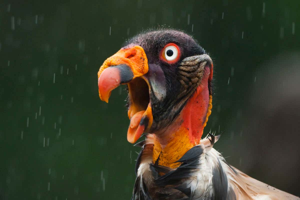 Do any species of bird hiccup? If so, why would they do this?