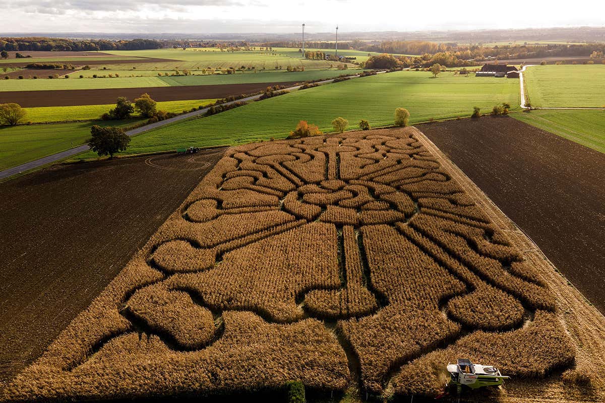 A farmer in Germany drives his combine harvester in a cornfield with a labyrinth in the shape of a coronavirus particle