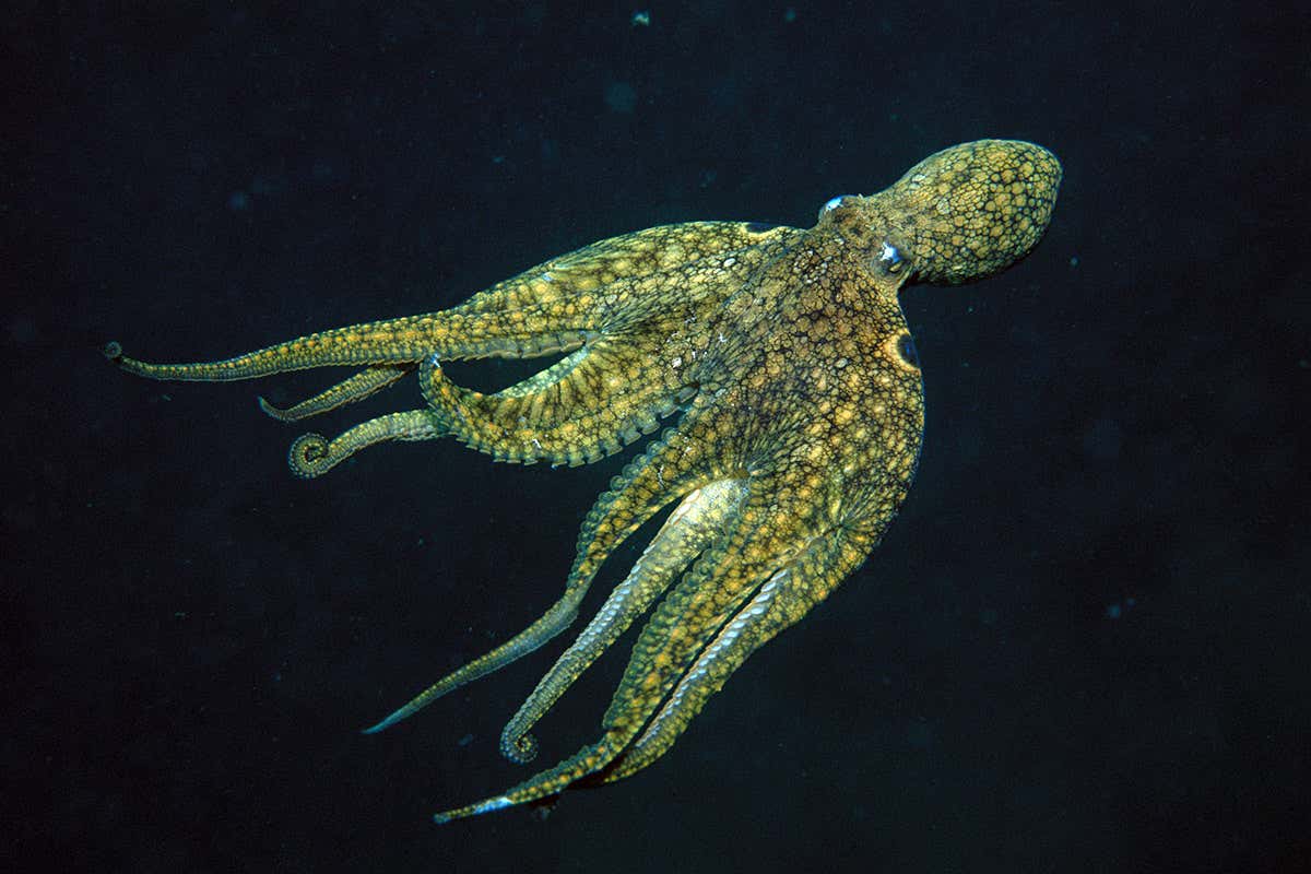 octopus