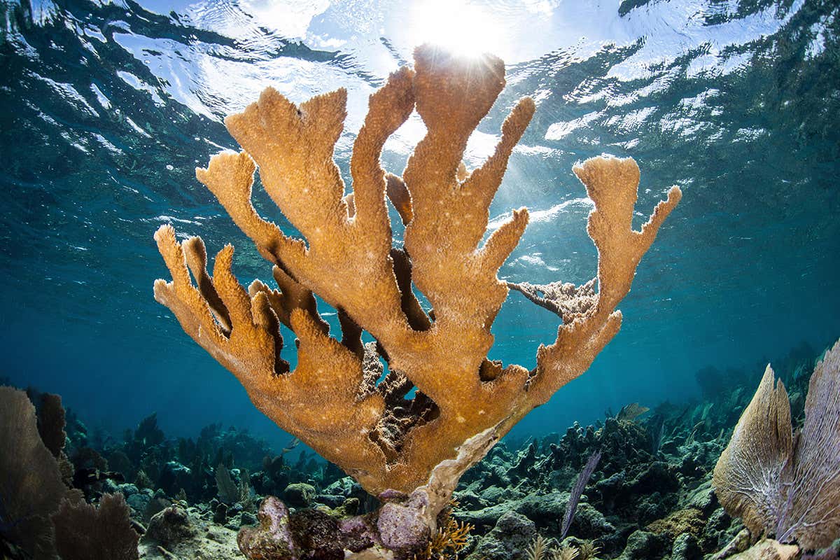 New Scientist. Science news and long reads from expert journalists, covering developments in science, technology, health and the environment on the website and the magazine.